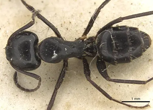 Camponotus werthi specimen CASENT0906918 image casent0906918_1