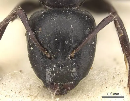 Camponotus werthi specimen CASENT0906918 image casent0906918_2