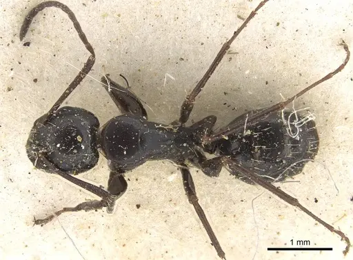 Camponotus werthi specimen CASENT0906919 image casent0906919_1