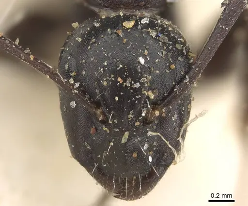 Camponotus werthi specimen CASENT0906919 image casent0906919_2