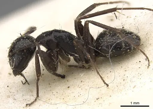 Camponotus werthi specimen CASENT0906919 image casent0906919_3