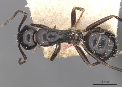 Camponotus werthi specimen CASENT0910315 image casent0910315_1