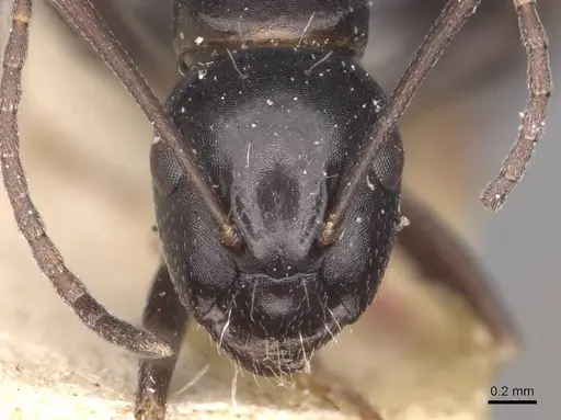 Camponotus werthi specimen CASENT0910315 image casent0910315_2