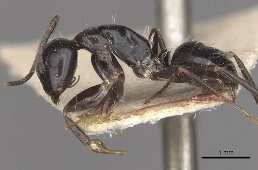 Camponotus werthi specimen CASENT0910315 image casent0910315_3
