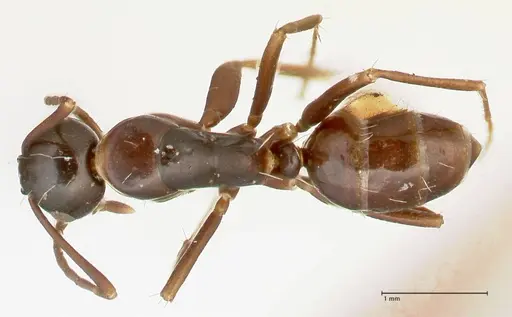 Camponotus werthi specimen FOCOL2302 image focol2302_1
