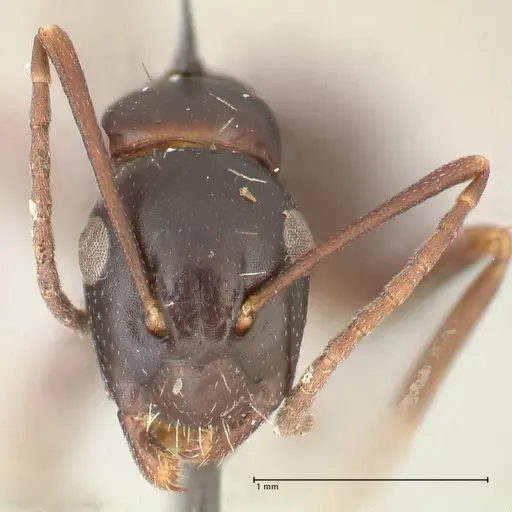 Camponotus werthi specimen FOCOL2302 image focol2302_2