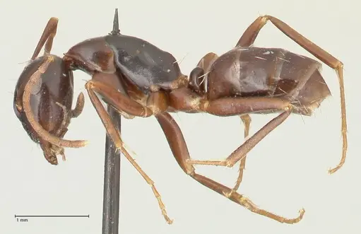 Camponotus werthi specimen FOCOL2302 image focol2302_3