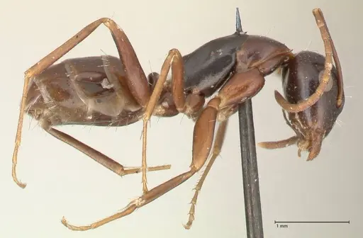 Camponotus werthi specimen FOCOL2302 image focol2302_4