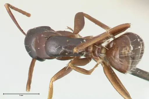 Camponotus werthi specimen FOCOL2303 image focol2303_1