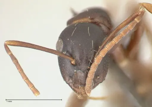 Camponotus werthi specimen FOCOL2303 image focol2303_2