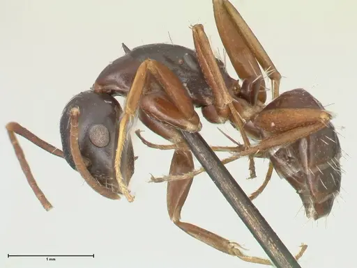 Camponotus werthi specimen FOCOL2303 image focol2303_3