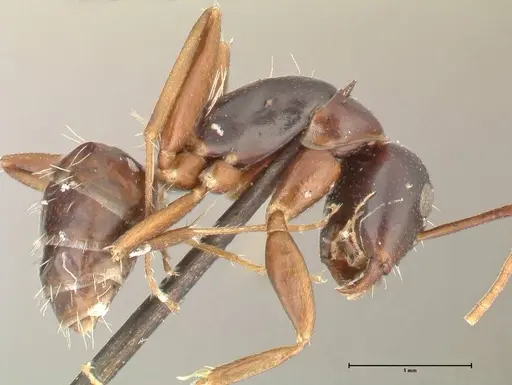 Camponotus werthi specimen FOCOL2303 image focol2303_4