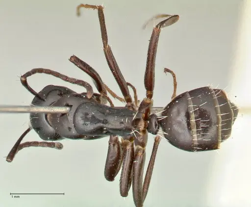 Camponotus werthi specimen FOCOL2452 image focol2452_1