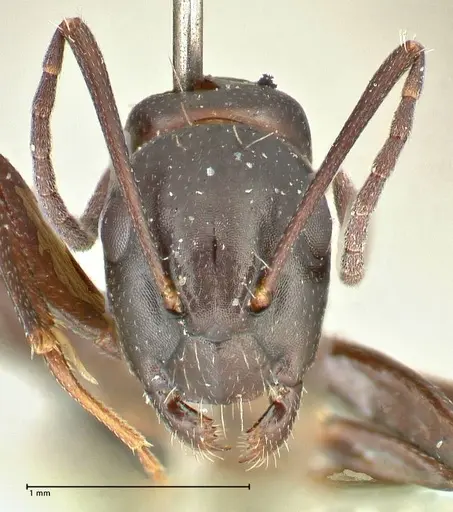 Camponotus werthi specimen FOCOL2452 image focol2452_2