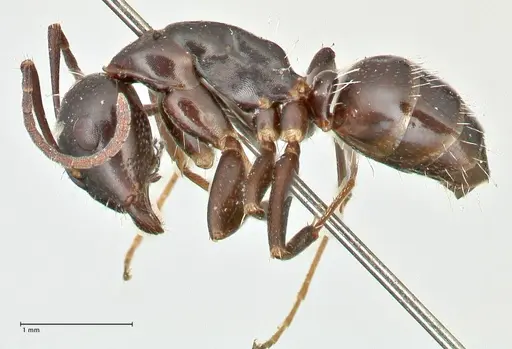 Camponotus werthi specimen FOCOL2452 image focol2452_3