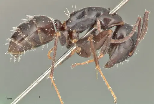Camponotus werthi specimen FOCOL2452 image focol2452_4