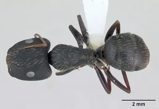 Camponotus westermanni specimen CASENT0173460 image casent0173460_1