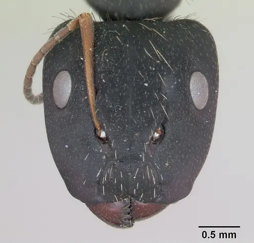 Camponotus westermanni specimen CASENT0173460 image casent0173460_2