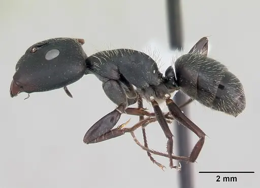Camponotus westermanni specimen CASENT0173460 image casent0173460_3