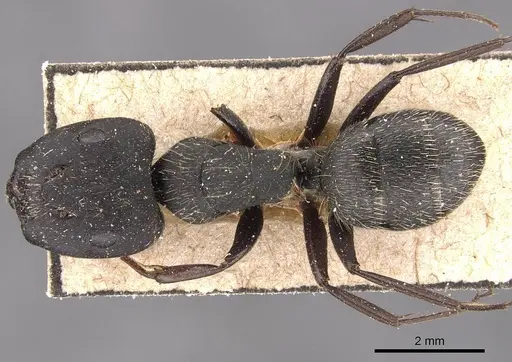 Camponotus westermanni specimen CASENT0905484 image casent0905484_1