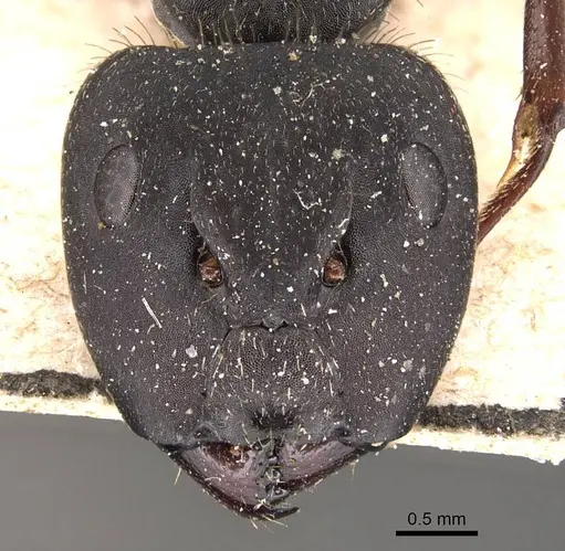 Camponotus westermanni specimen CASENT0905484 image casent0905484_2