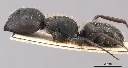 Camponotus westermanni specimen CASENT0905484 image casent0905484_3