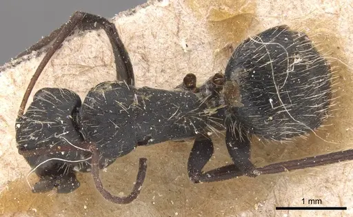 Camponotus westermanni specimen CASENT0905485 image casent0905485_1