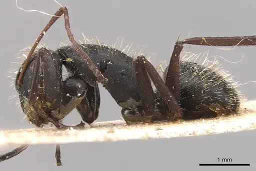 Camponotus westermanni specimen CASENT0905485 image casent0905485_3