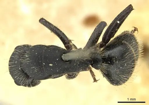 Camponotus westermanni specimen CASENT0915807 image casent0915807_1