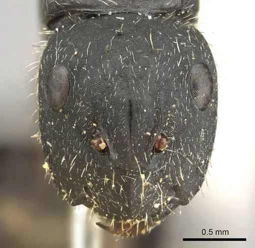 Camponotus westermanni specimen CASENT0915807 image casent0915807_2