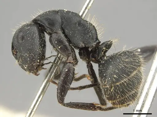 Camponotus westermanni specimen CASENT0915807 image casent0915807_3