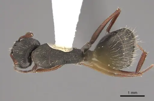 Camponotus westermanni specimen CASENT0923561 image casent0923561_1