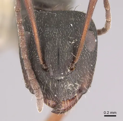 Camponotus westermanni specimen CASENT0923561 image casent0923561_2