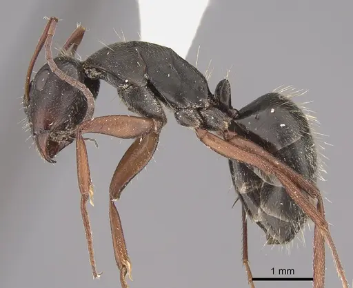 Camponotus westermanni specimen CASENT0923561 image casent0923561_3