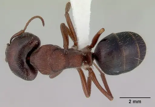 Camponotus whitei specimen CASENT0172132 image casent0172132_1