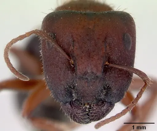 Camponotus whitei specimen CASENT0172132 image casent0172132_2