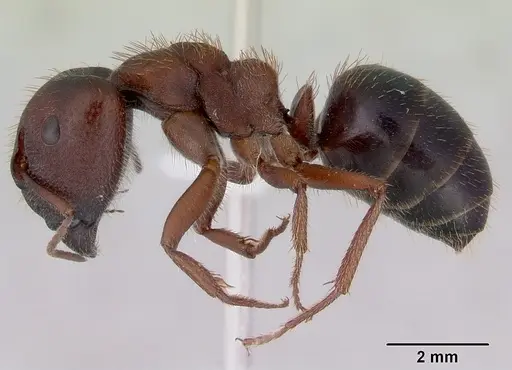 Camponotus whitei specimen CASENT0172132 image casent0172132_3