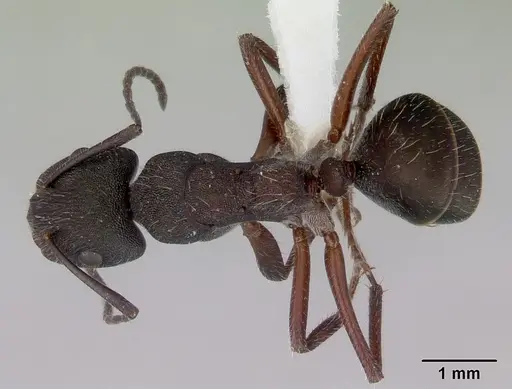 Camponotus whitei specimen CASENT0172133 image casent0172133_1
