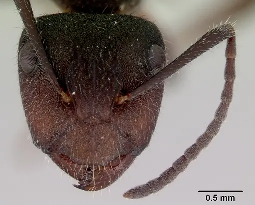 Camponotus whitei specimen CASENT0172133 image casent0172133_2