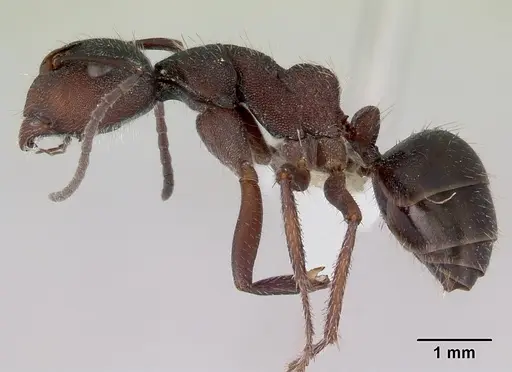 Camponotus whitei specimen CASENT0172133 image casent0172133_3