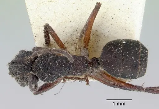 Camponotus whitei specimen CASENT0172140 image casent0172140_1