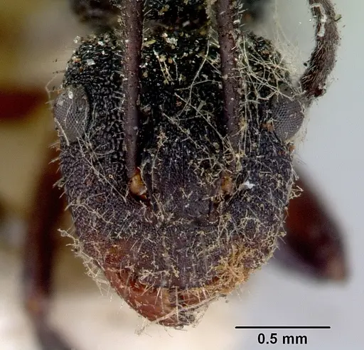 Camponotus whitei specimen CASENT0172140 image casent0172140_2