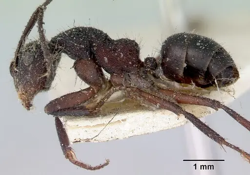 Camponotus whitei specimen CASENT0172140 image casent0172140_3