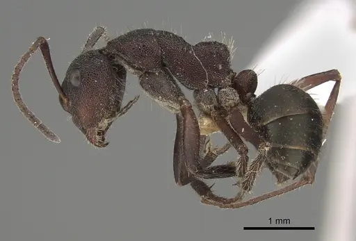 Camponotus whitei specimen CASENT0887712 image casent0887712_1