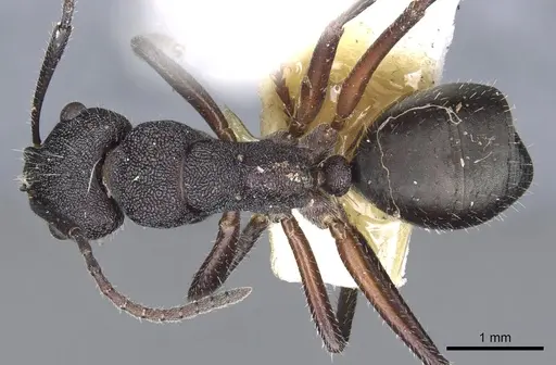 Camponotus whitei specimen CASENT0903550 image casent0903550_1