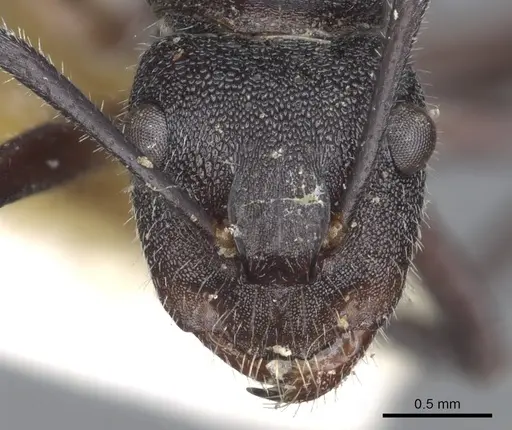 Camponotus whitei specimen CASENT0903550 image casent0903550_2