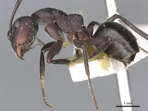 Camponotus whitei specimen CASENT0903550 image casent0903550_3