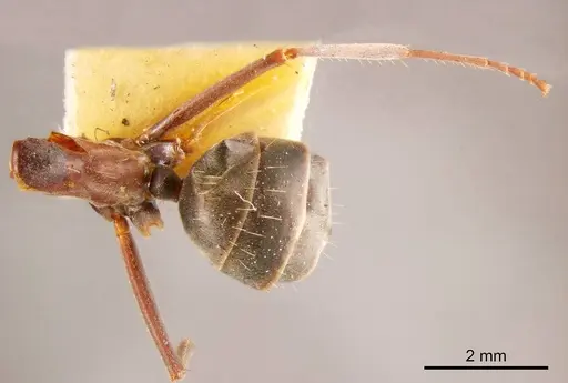 Camponotus wiederkehri specimen ANTWEB1008144 image antweb1008144_1