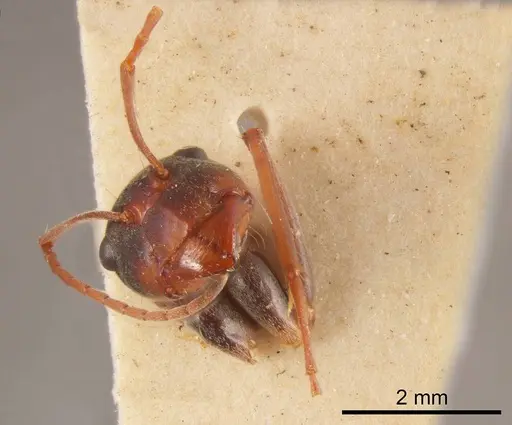 Camponotus wiederkehri specimen ANTWEB1008144 image antweb1008144_2