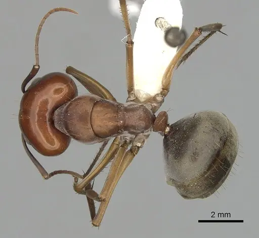 Camponotus wiederkehri specimen CASENT0280207 image casent0280207_1